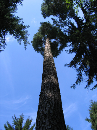 n_51_kö_J63 2007_kiefer.jpg